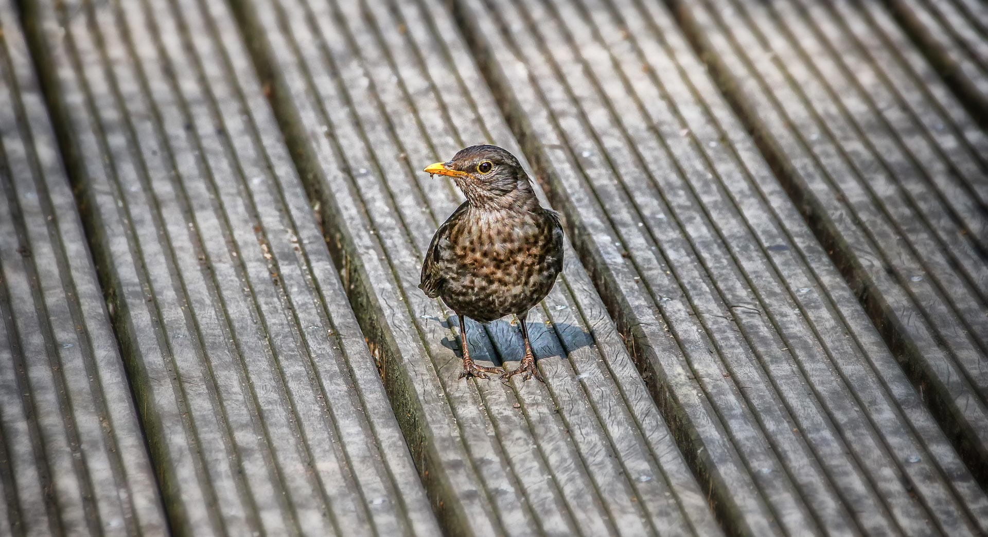 Feathered Friends: Making a bird feeder